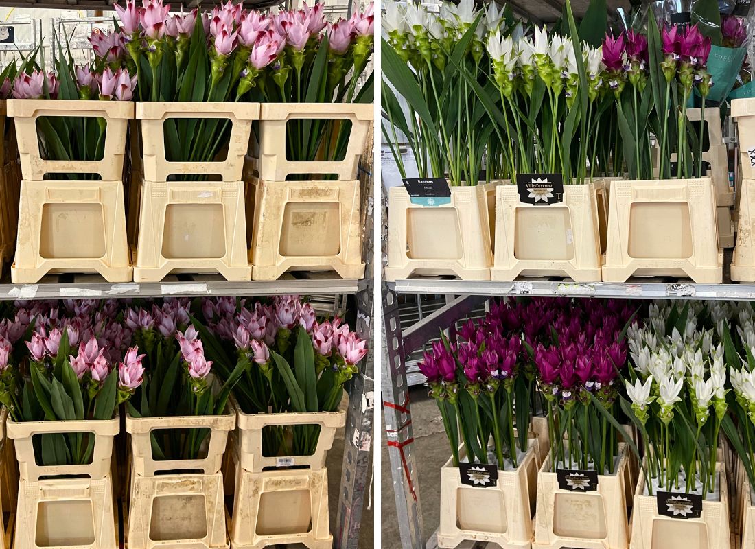 Curcuma on trolley