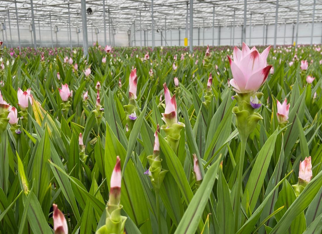 Villa Curcuma Greenhouse