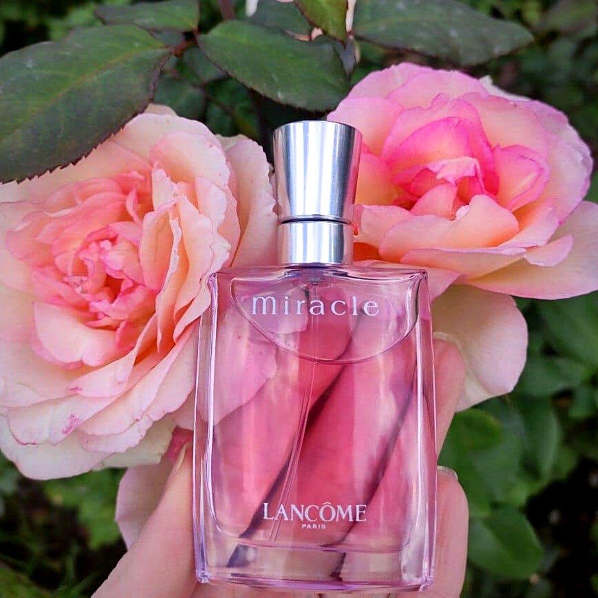 A Fragrant Trip of Roses Through Perfumery - Article onThursd