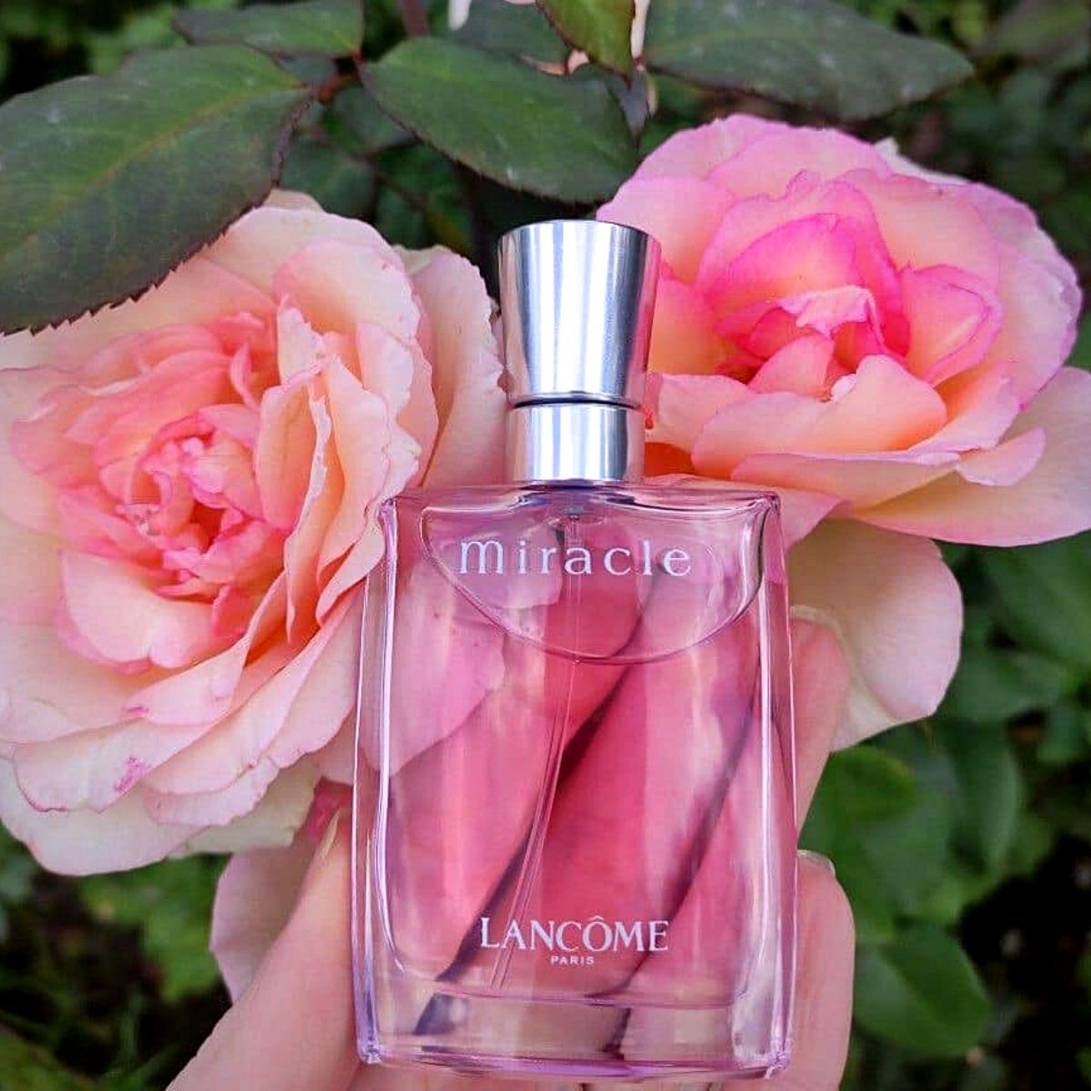 ​Rose Centifolia used for Lancôme’s perfumes
