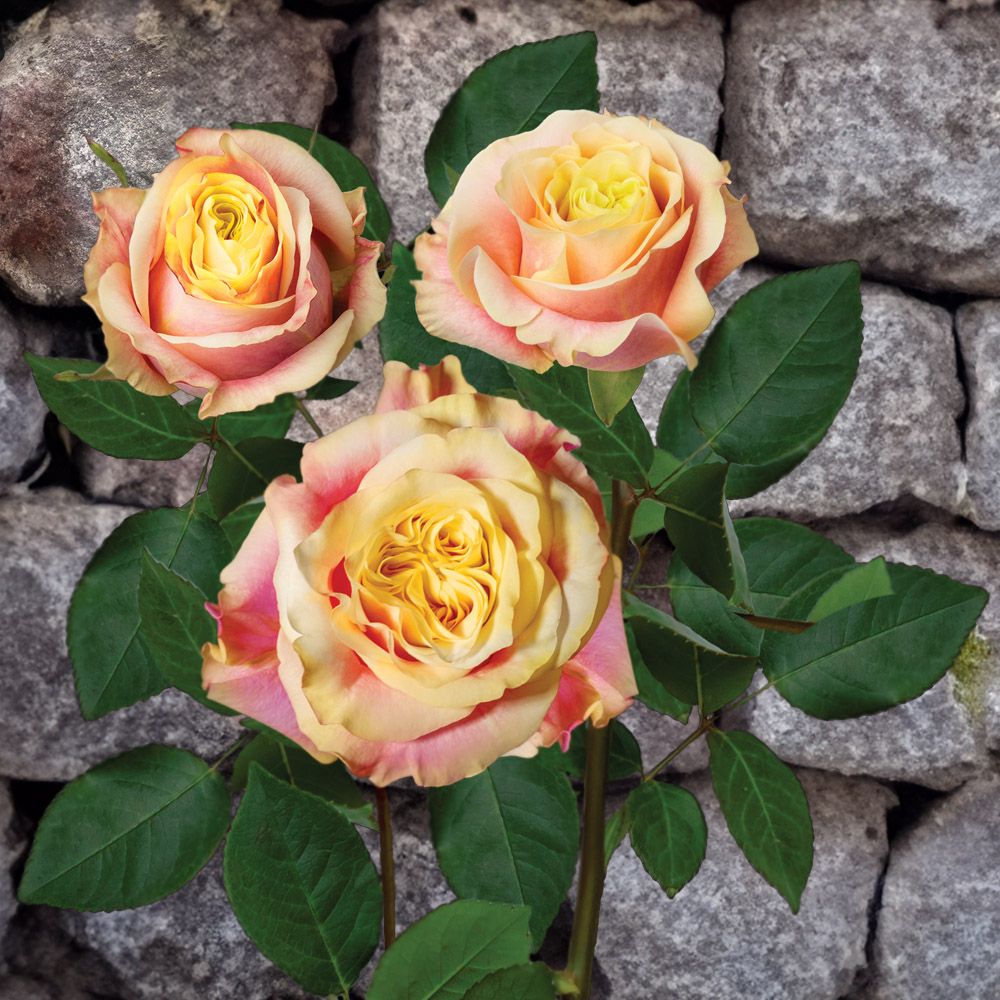 Rose Wild Crown on rock by Plantec
