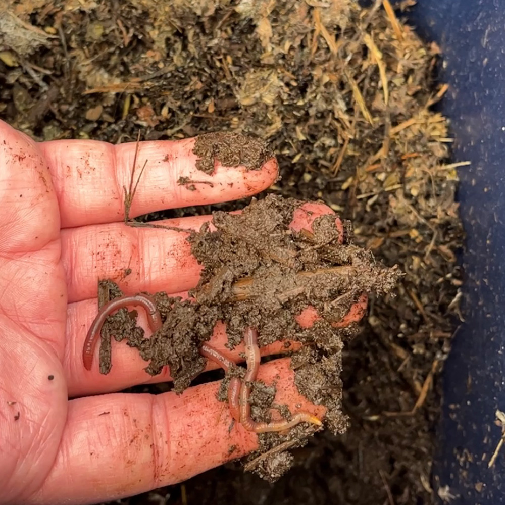 Hand in Soil at Marginpar