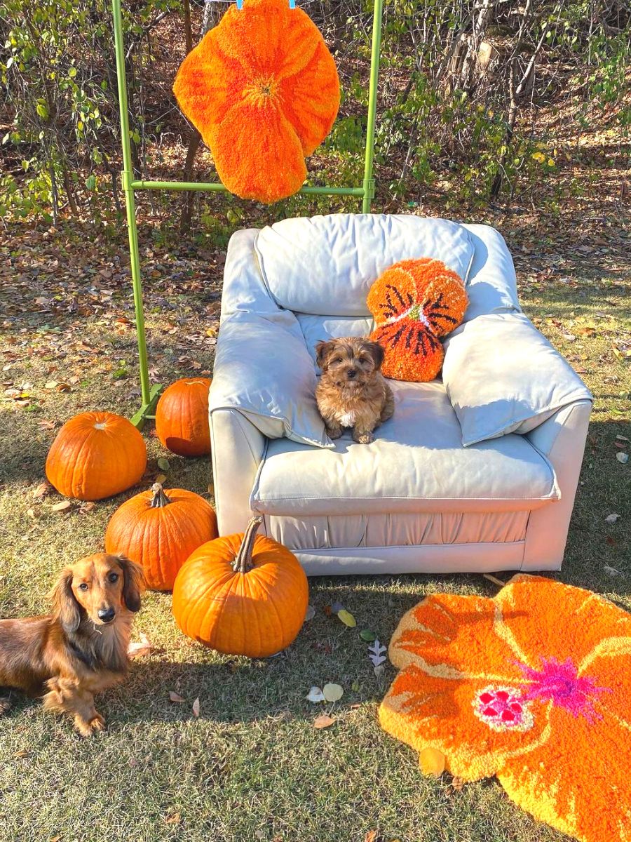 Halloween pansy and orange hibiscus