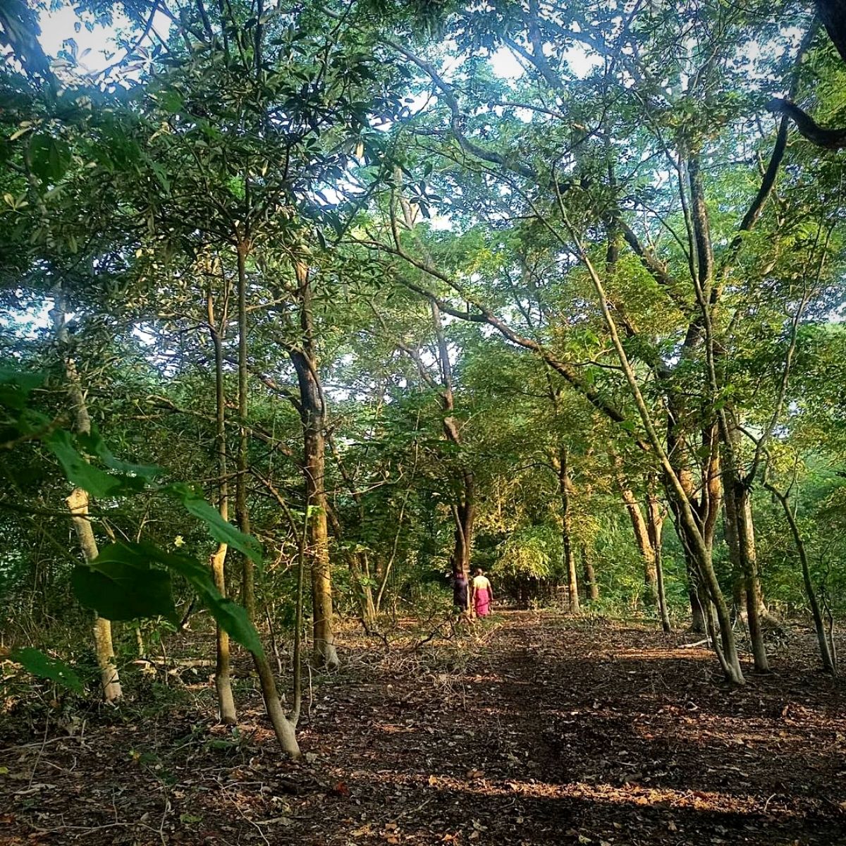 Indian environmentalist Jadav Payeng replants Molai Forest
