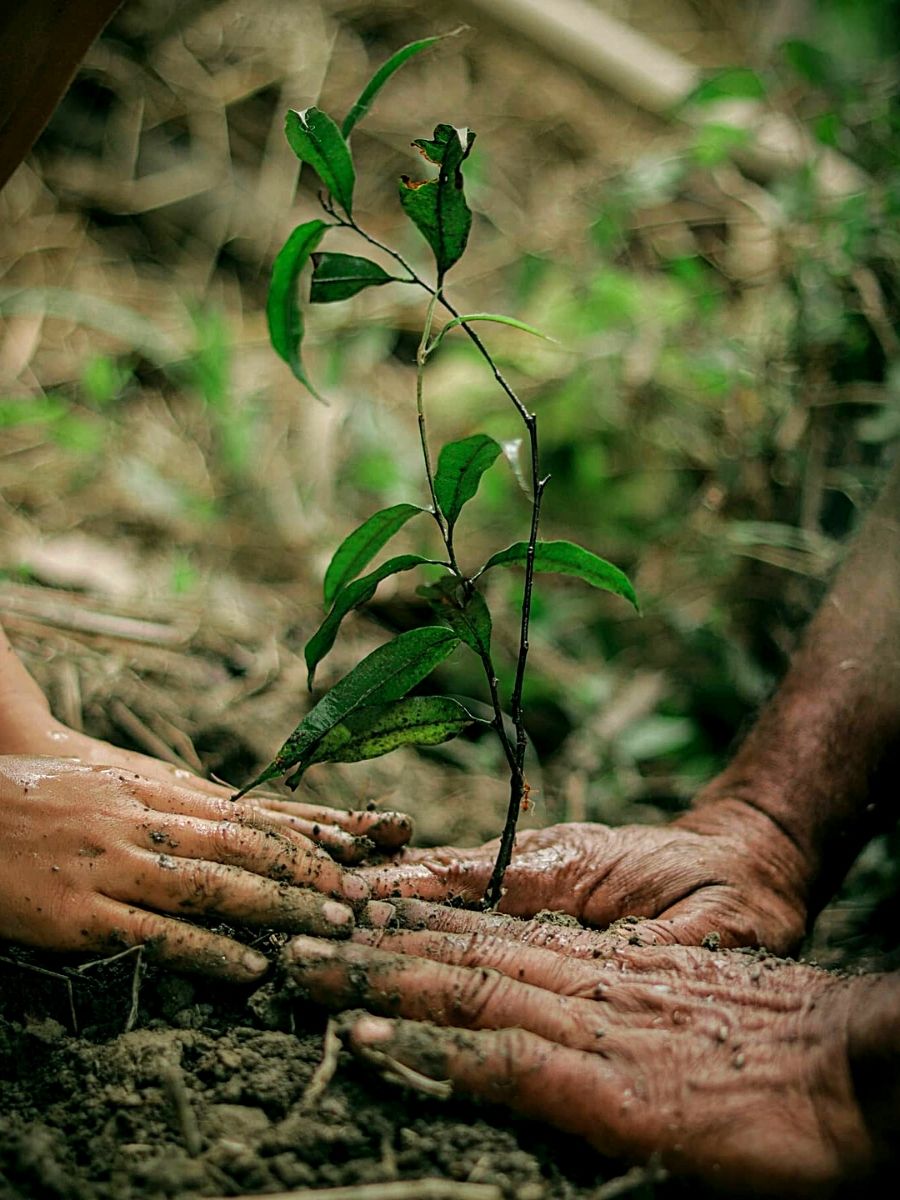 Indian environmentalist Jadav Payeng replants Molai Forest