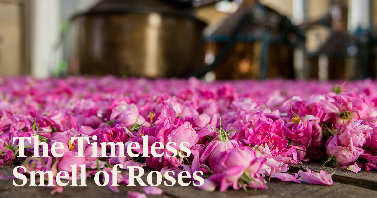 Lancôme uses the essence of Rose Centifolia in its perfumes