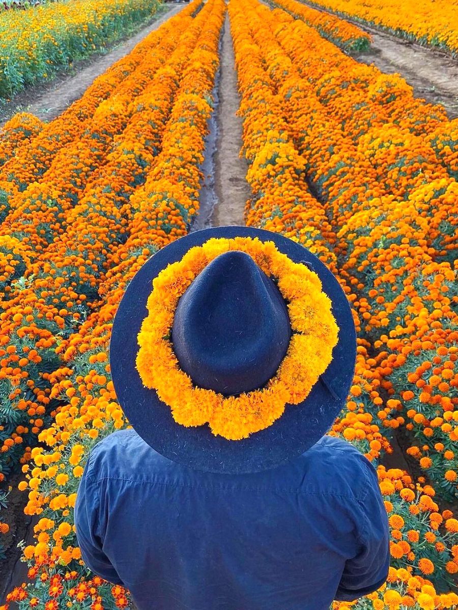 Spectacular marigold field in Oaxaca