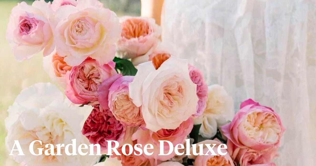 Garden roses by Alexandra Farms
