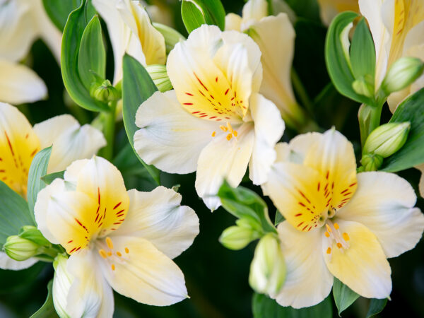 These Are Decorum's Most Bright and Colorful Flowers Alstroemeria