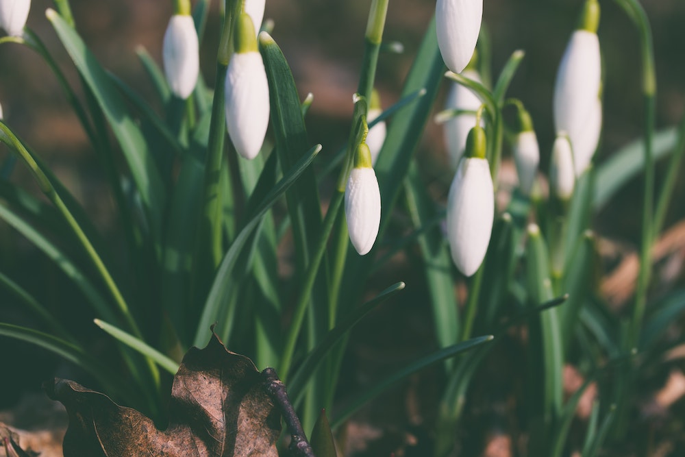 9 Spring Bulbs You Can Plant in Your Garden This Fall Leucojum