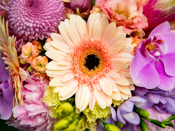 These Are Decorum's Most Bright and Colorful Flowers Gerbera