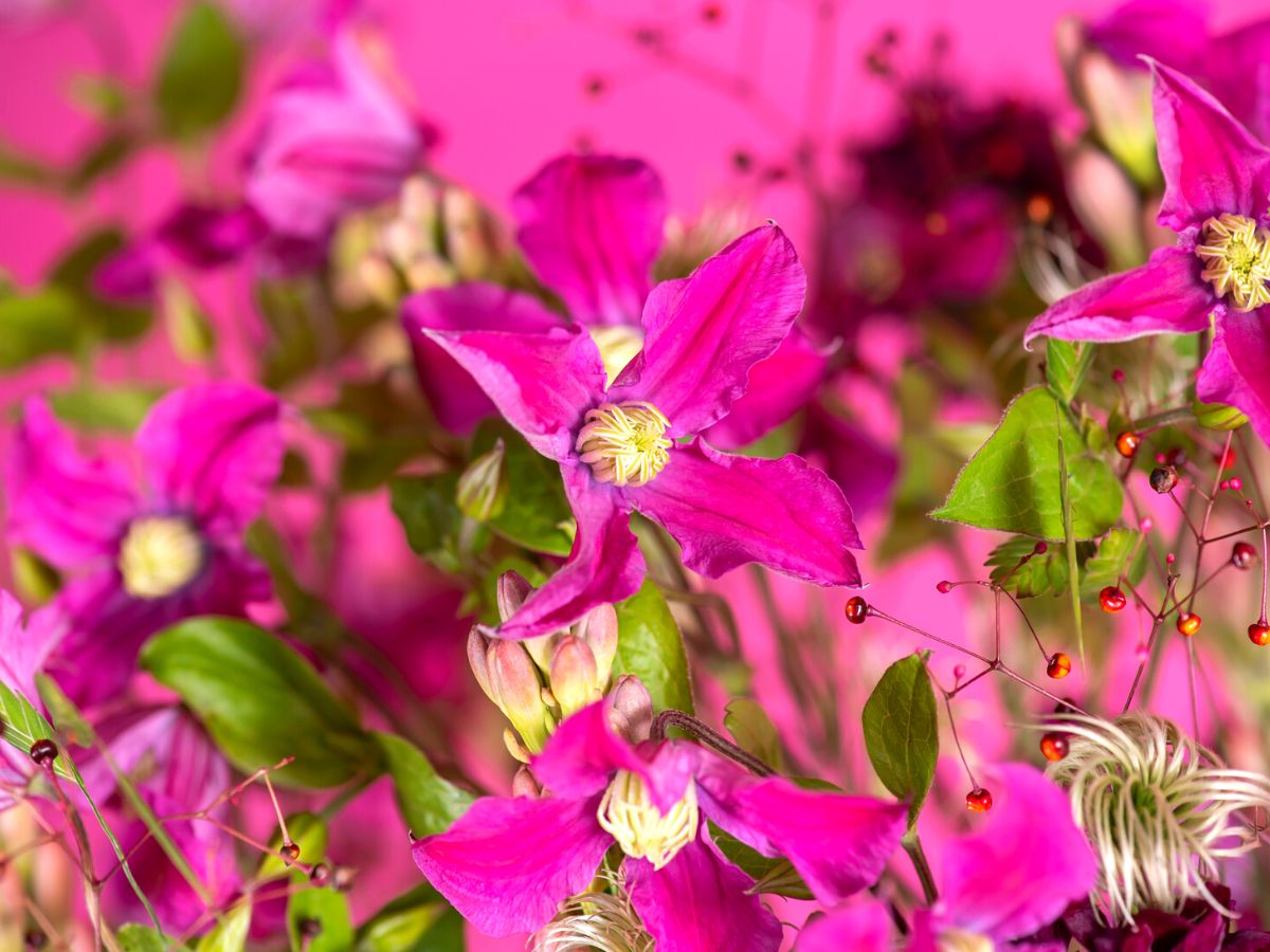 Clematis Amazing Inspiration pink