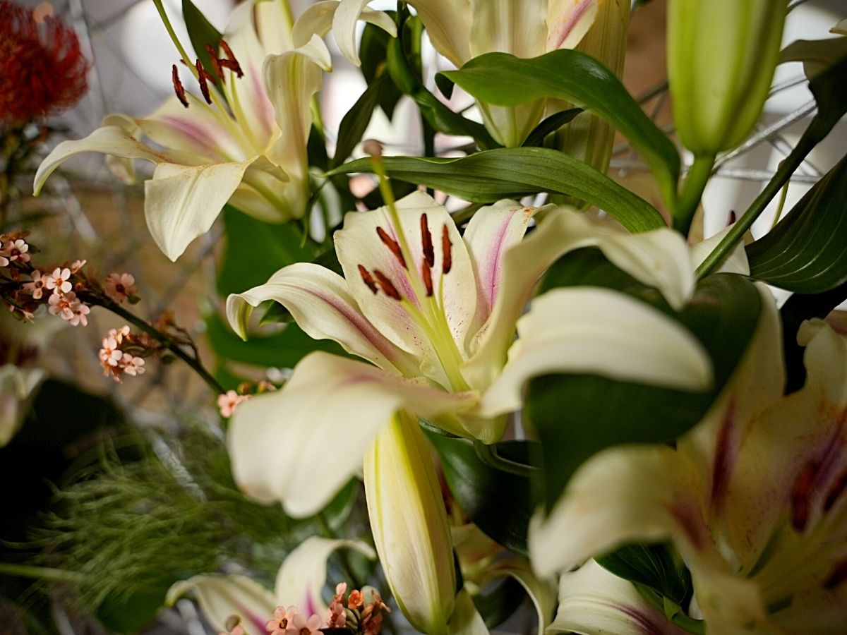 Lily Nymphs Are Lilies With A Royal Origin