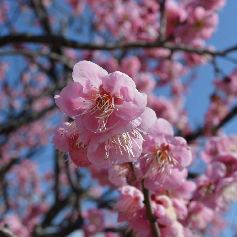 Hanami festival flower