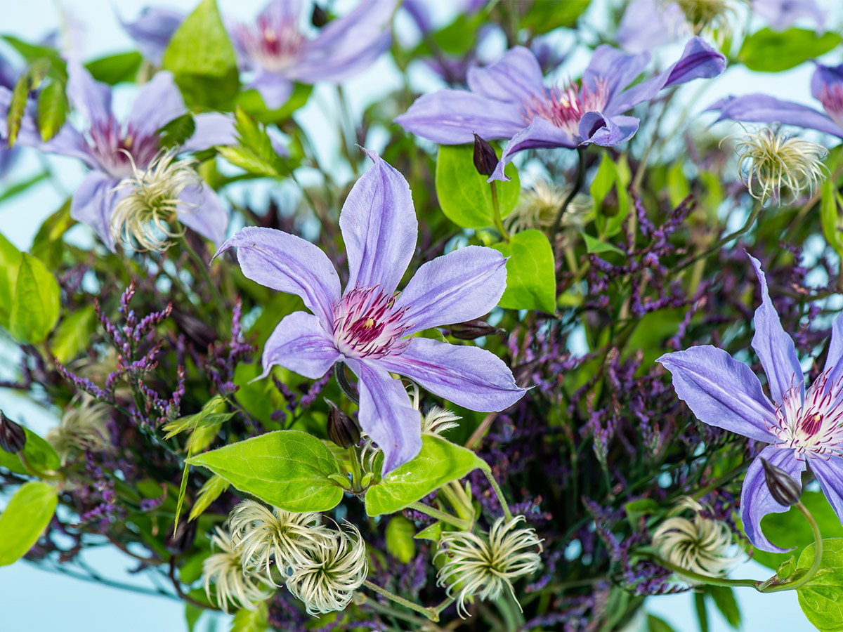 Clematis Amazing Havana by Hanneke Frankema