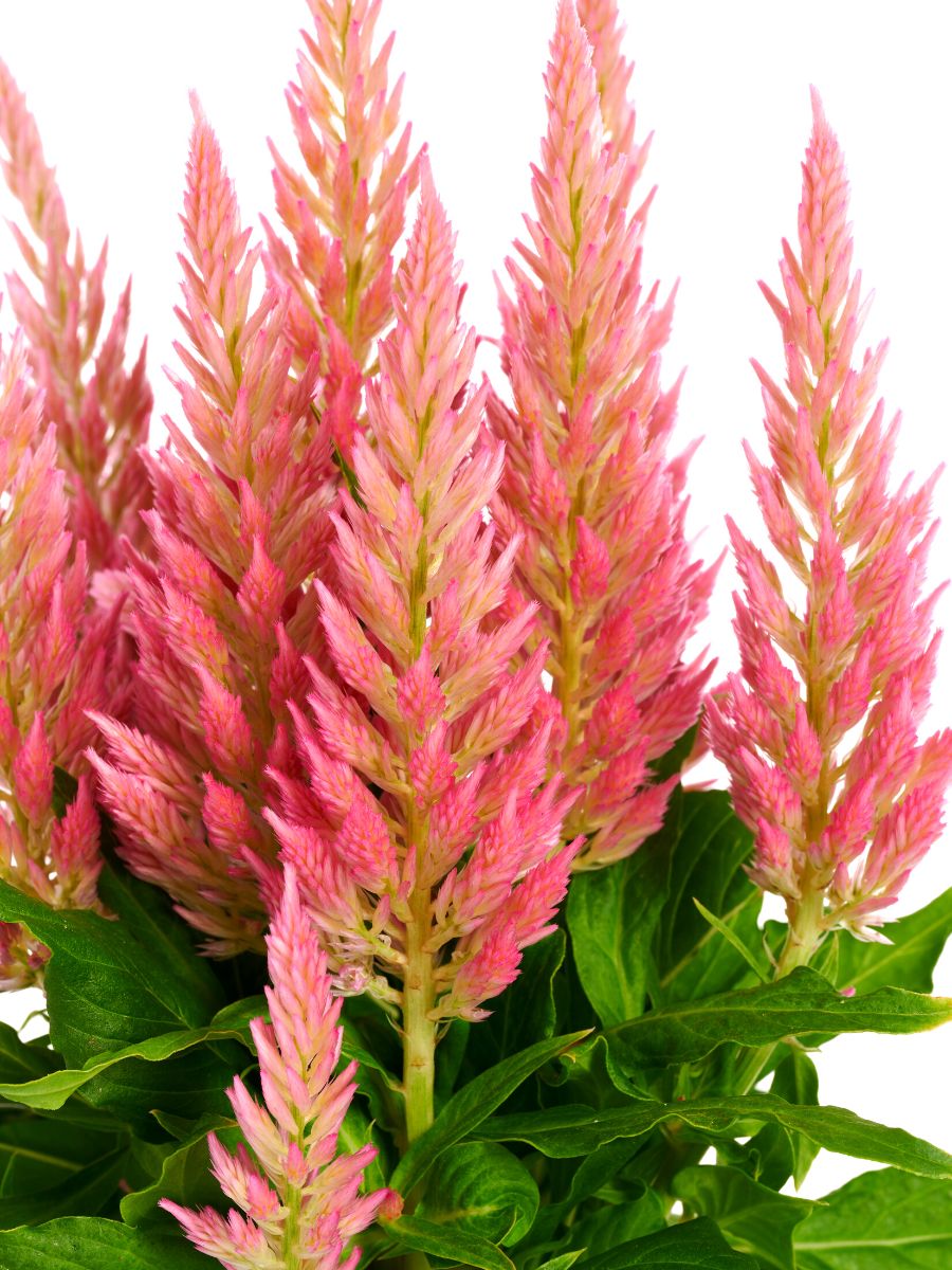 Celosia Flirt Salmon by Royal Van Zanten