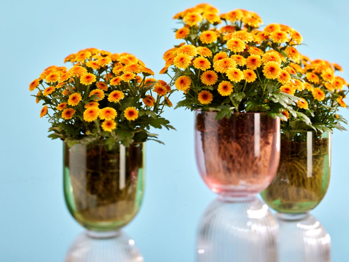 Jellyfish mums in yellowish tones