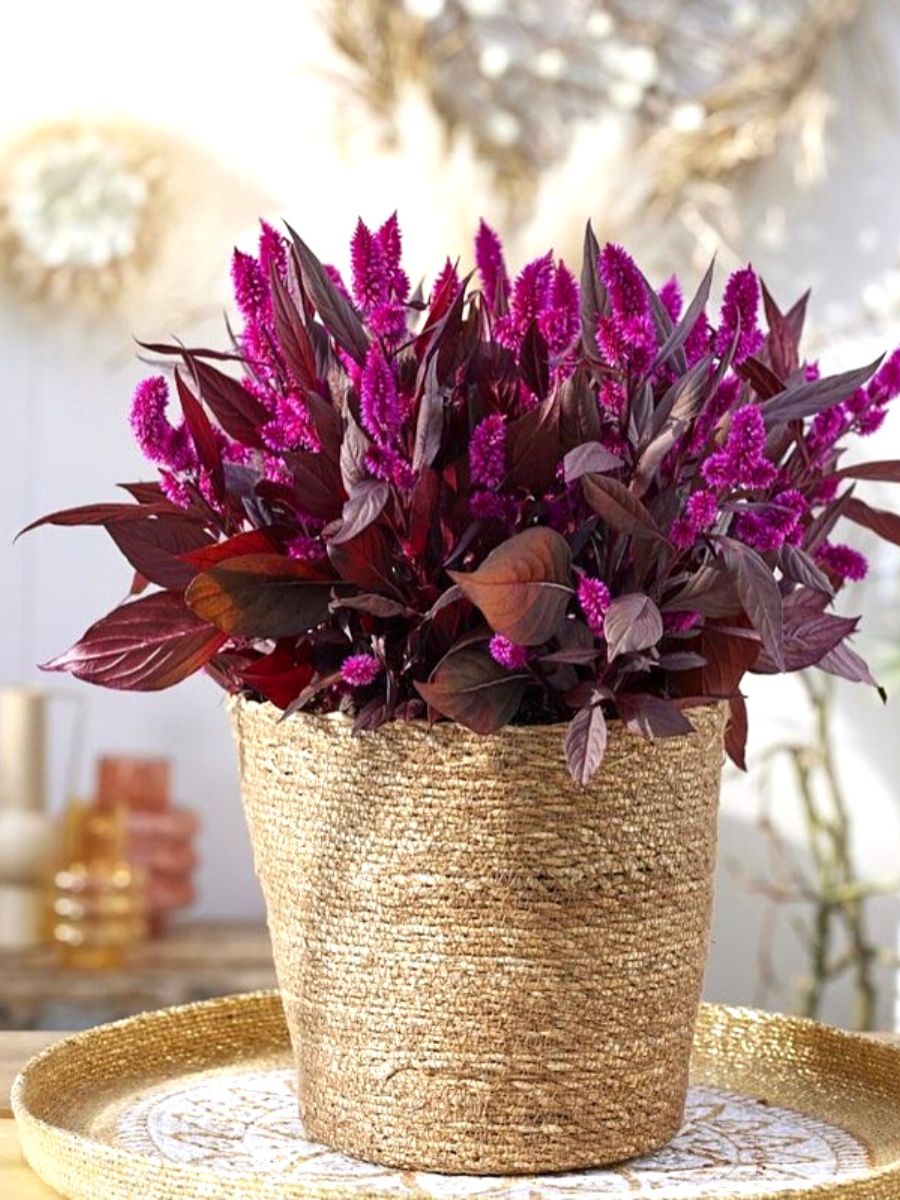 Mystic Shades celosia by Royal Van Zanten