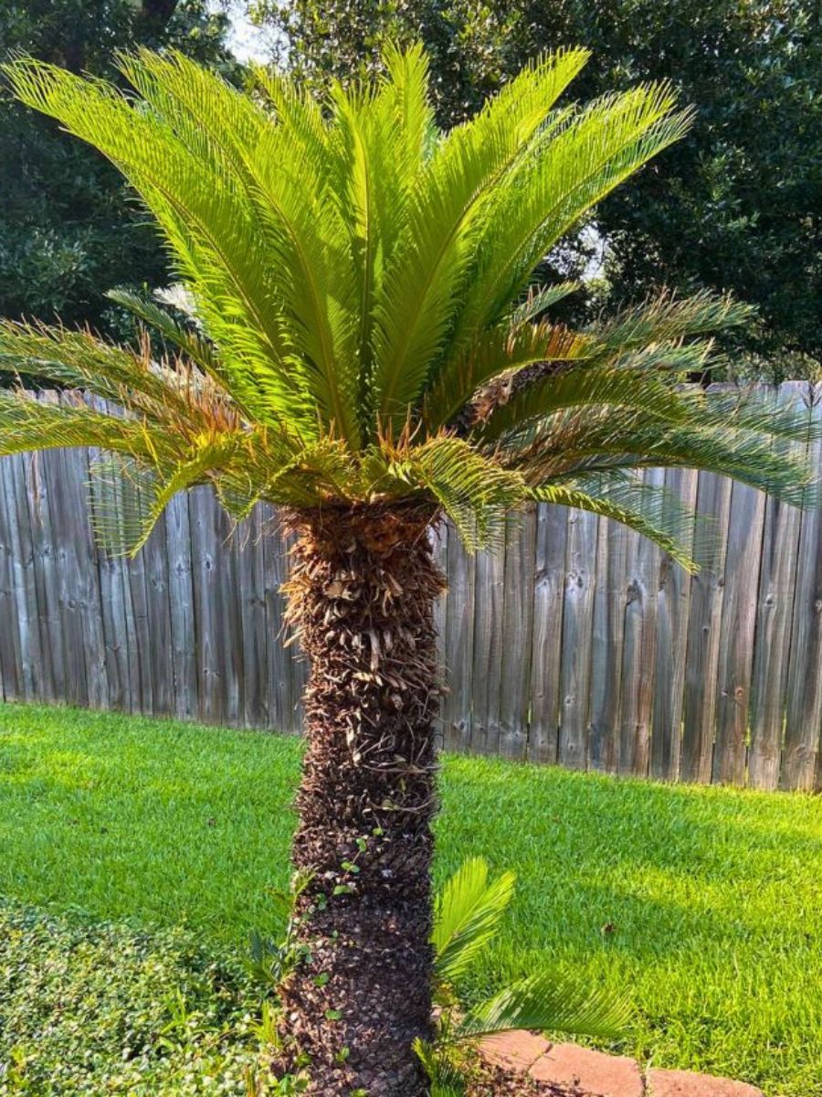 Sago Palm tree