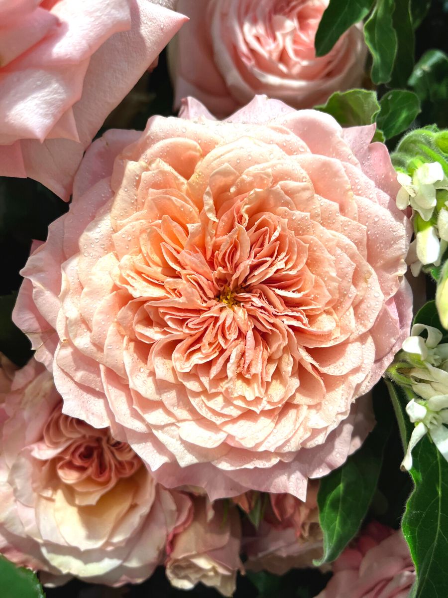 The beauty of Alexandra Farms Garden roses