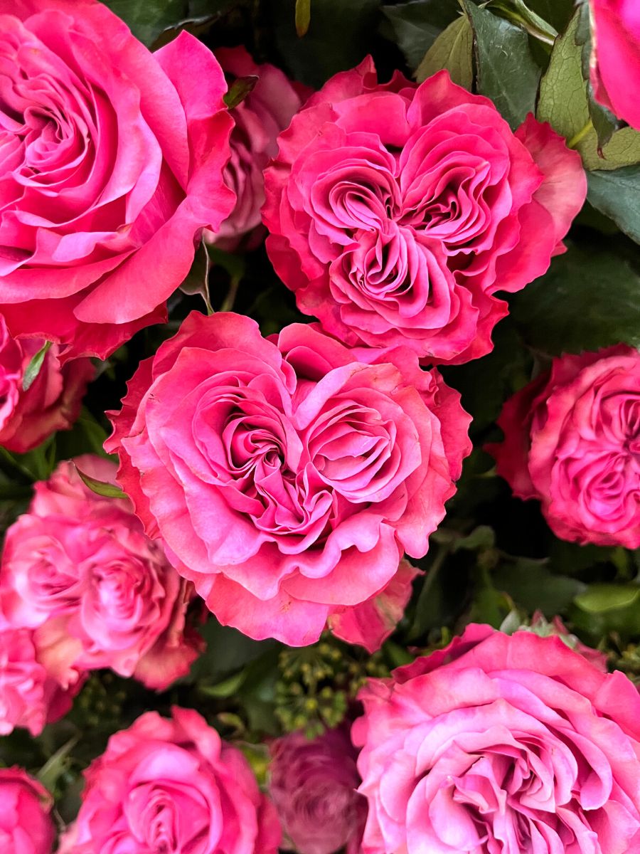 Heart shaped garden rose