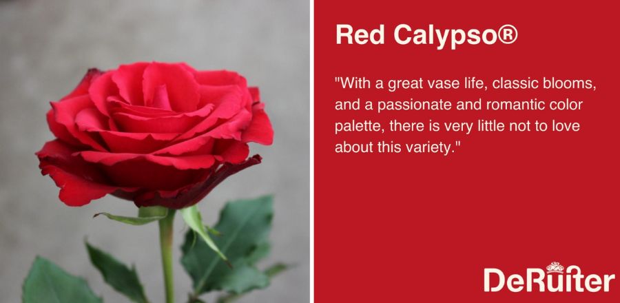 Red Calypso Rose