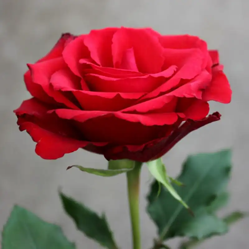 Red Calypso Rose