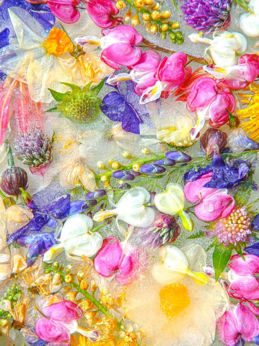 Joe Horners floral photography art