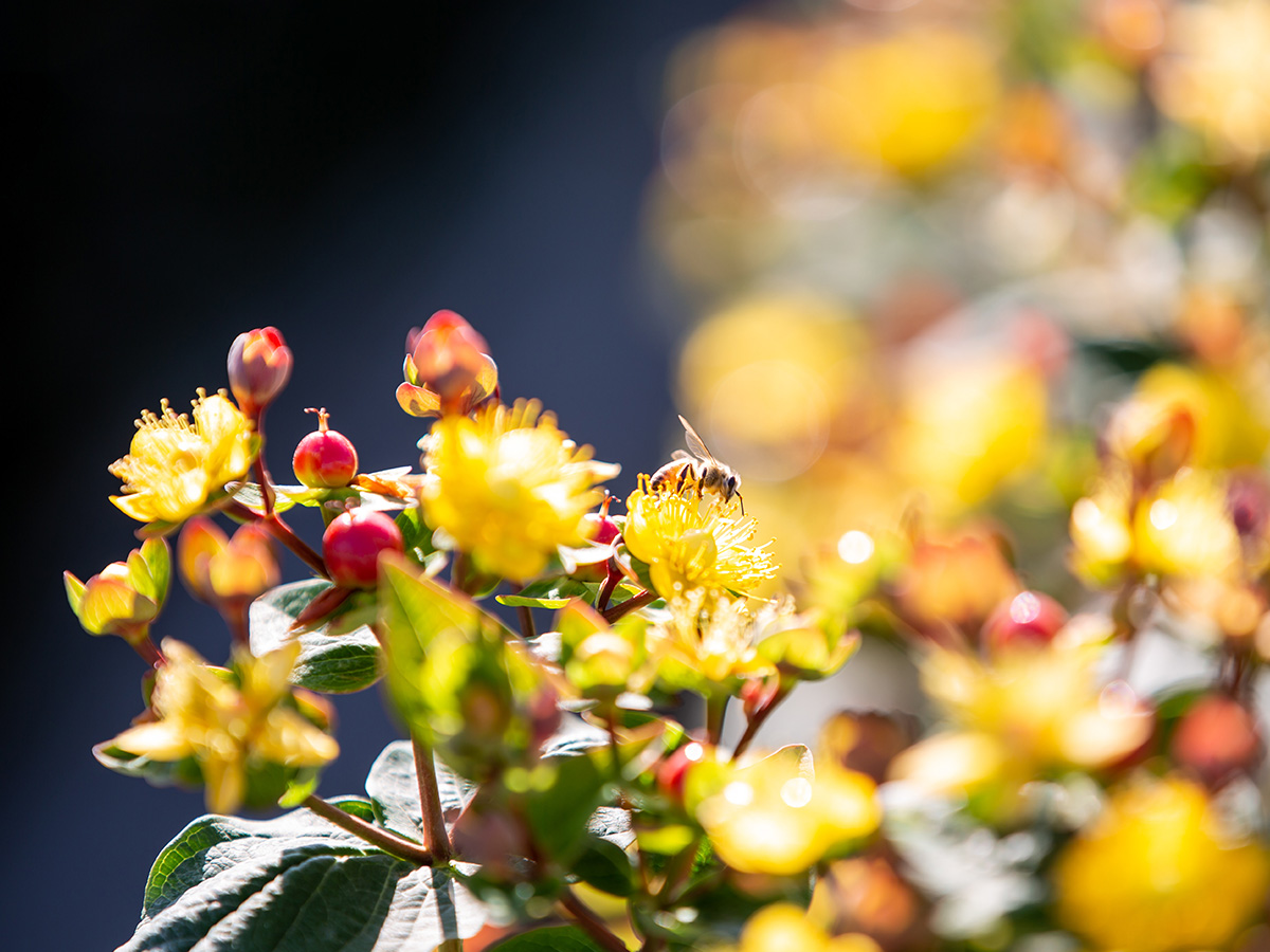 Marginpar Hypericum in Kenya