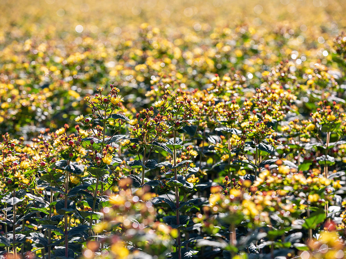 Marginpar Hypericum field in Kenya