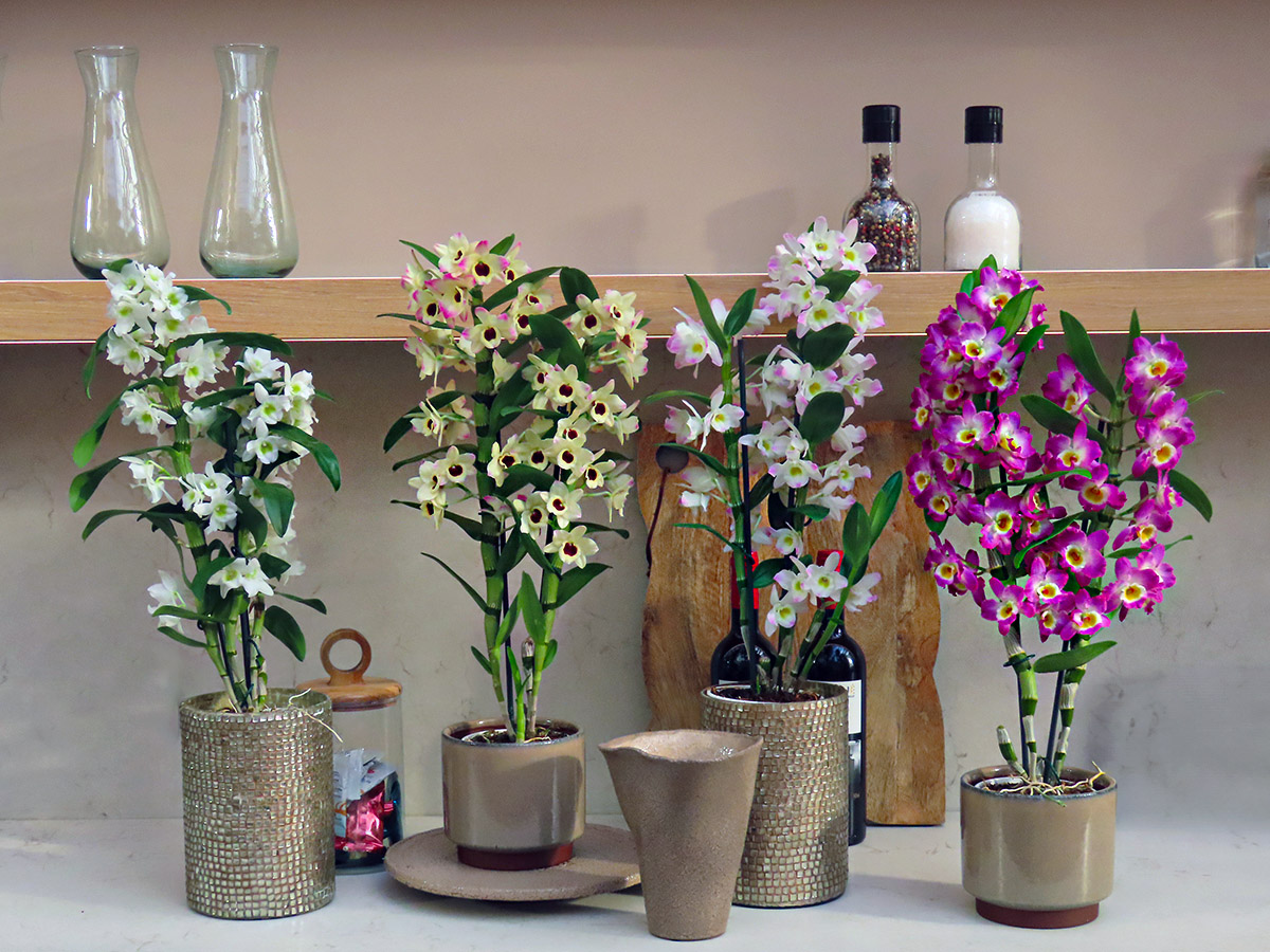 Dendrobium nobiles at Floricultura