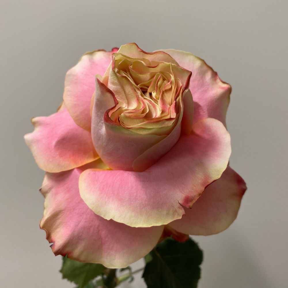 A Flexed Rose Capriola