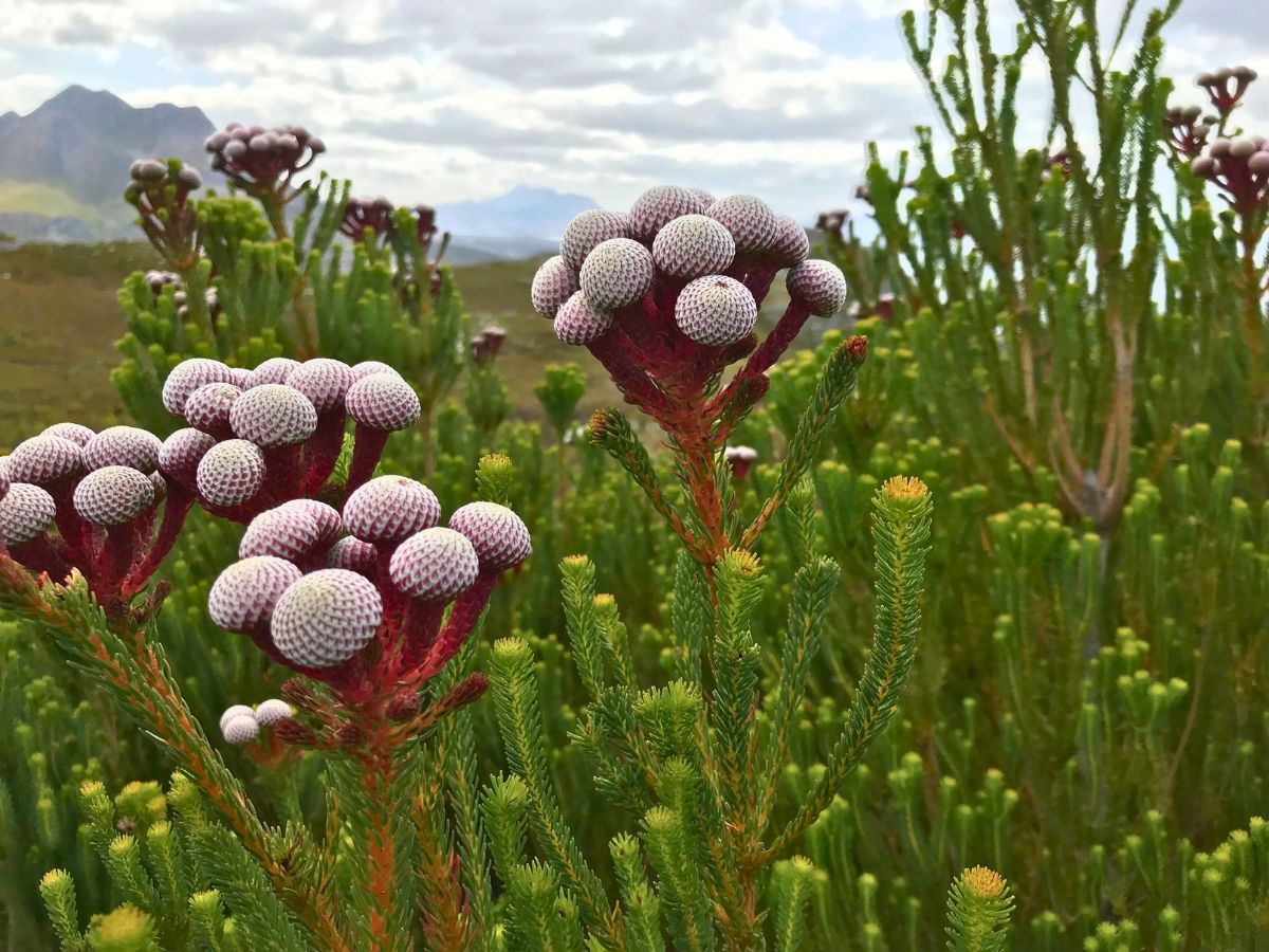 Brunia Albiflora OrcaGreen