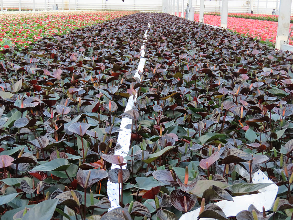 Anthurium Black Love at HouwenPlant