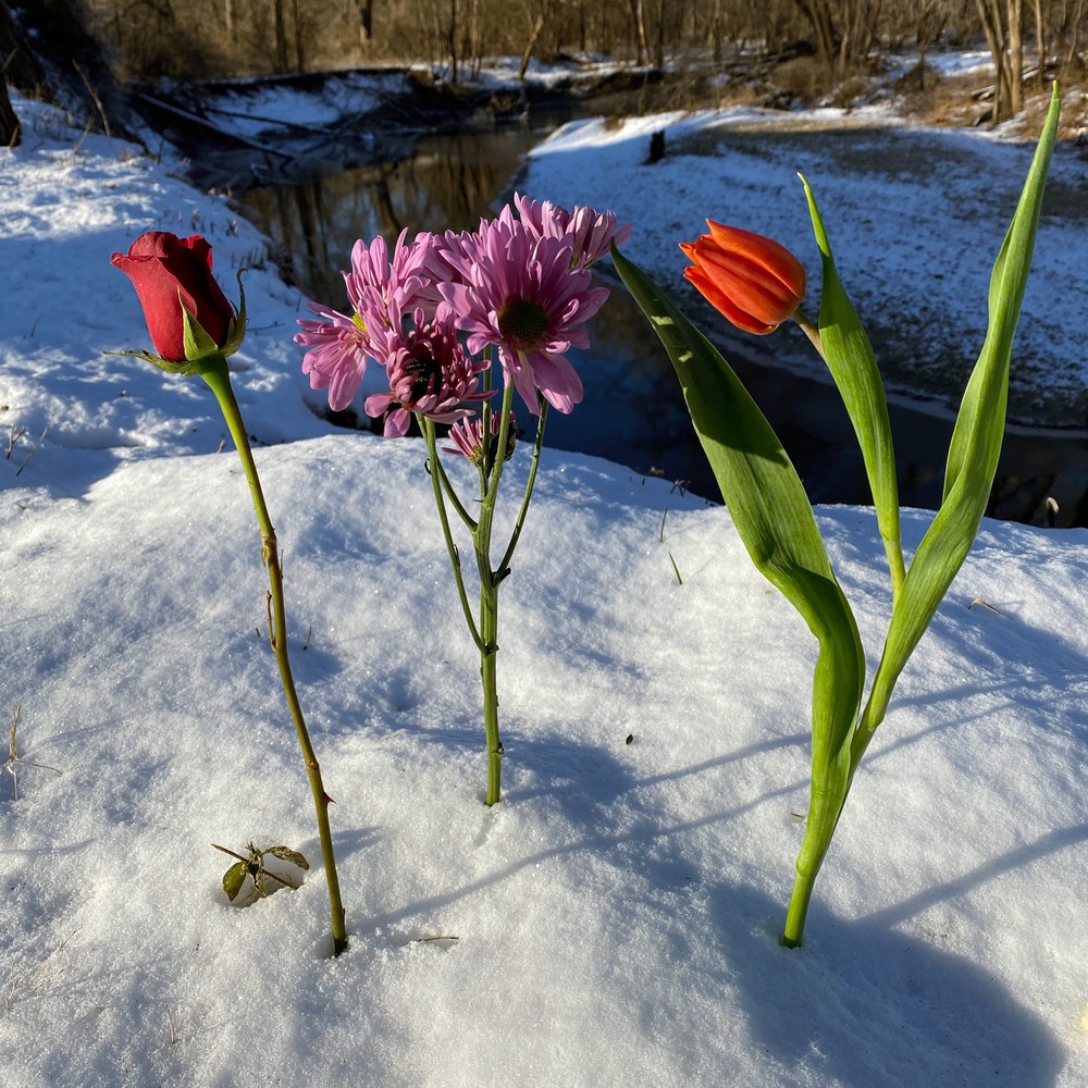 Flowers in snow 