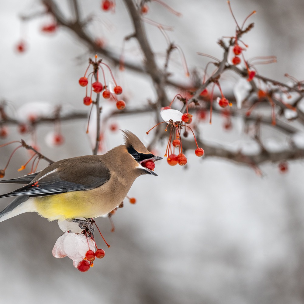 bird on flower plant