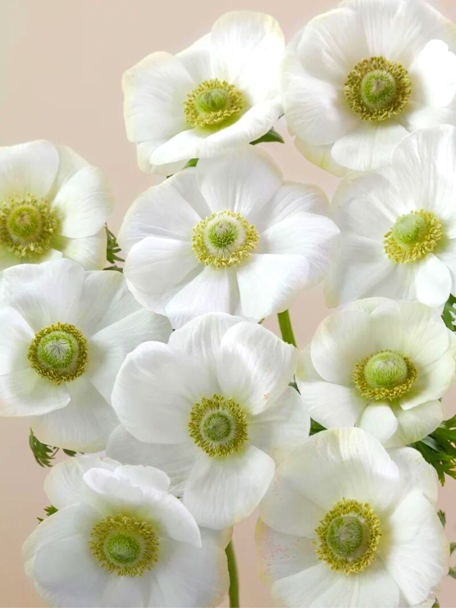 Mistral Bianco anemones