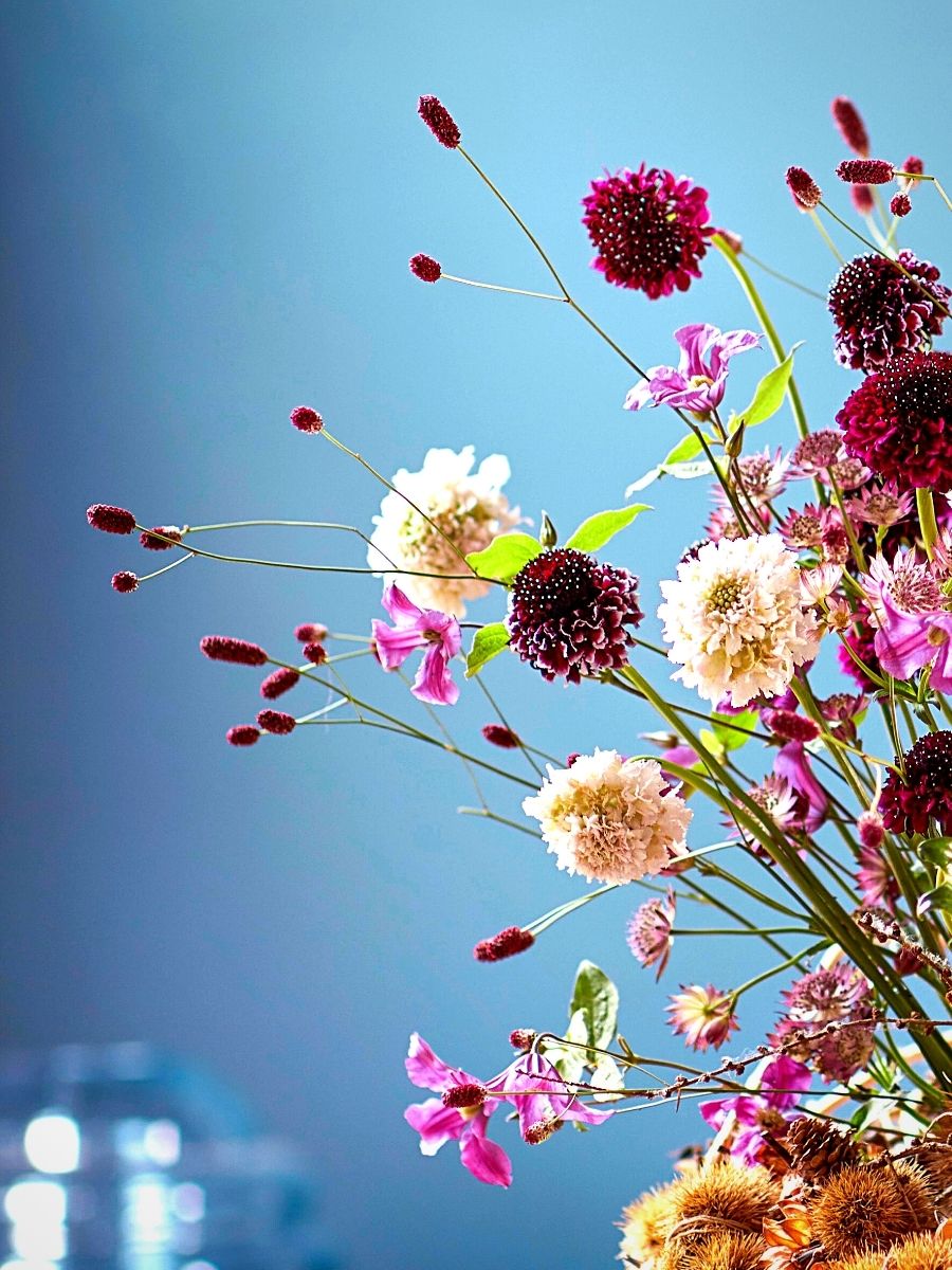 ​Marginpar's Sanguisorba Red Dream Bred by Jan Star of BD Flowers