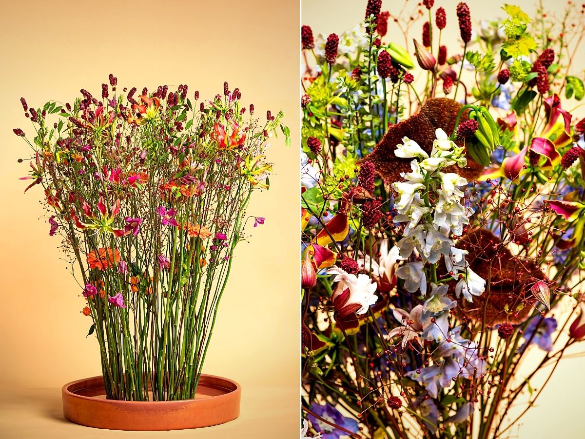 ​Marginpar's Sanguisorba Red Dream Bred by Jan Star of BD Flowers