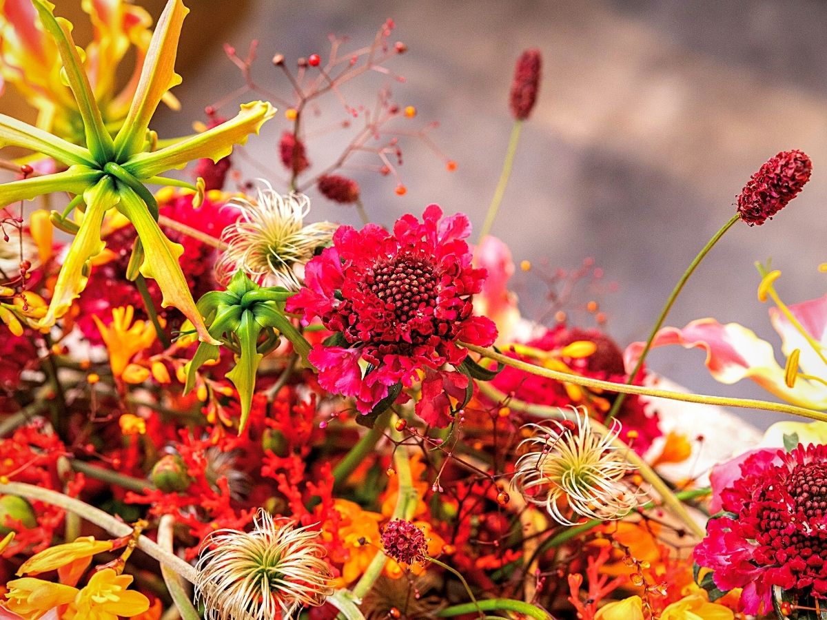 ​Marginpar's Sanguisorba Red Dream Bred by Jan Star of BD Flowers