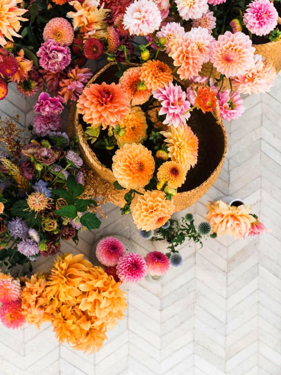 Colorful array of dahlia flowers