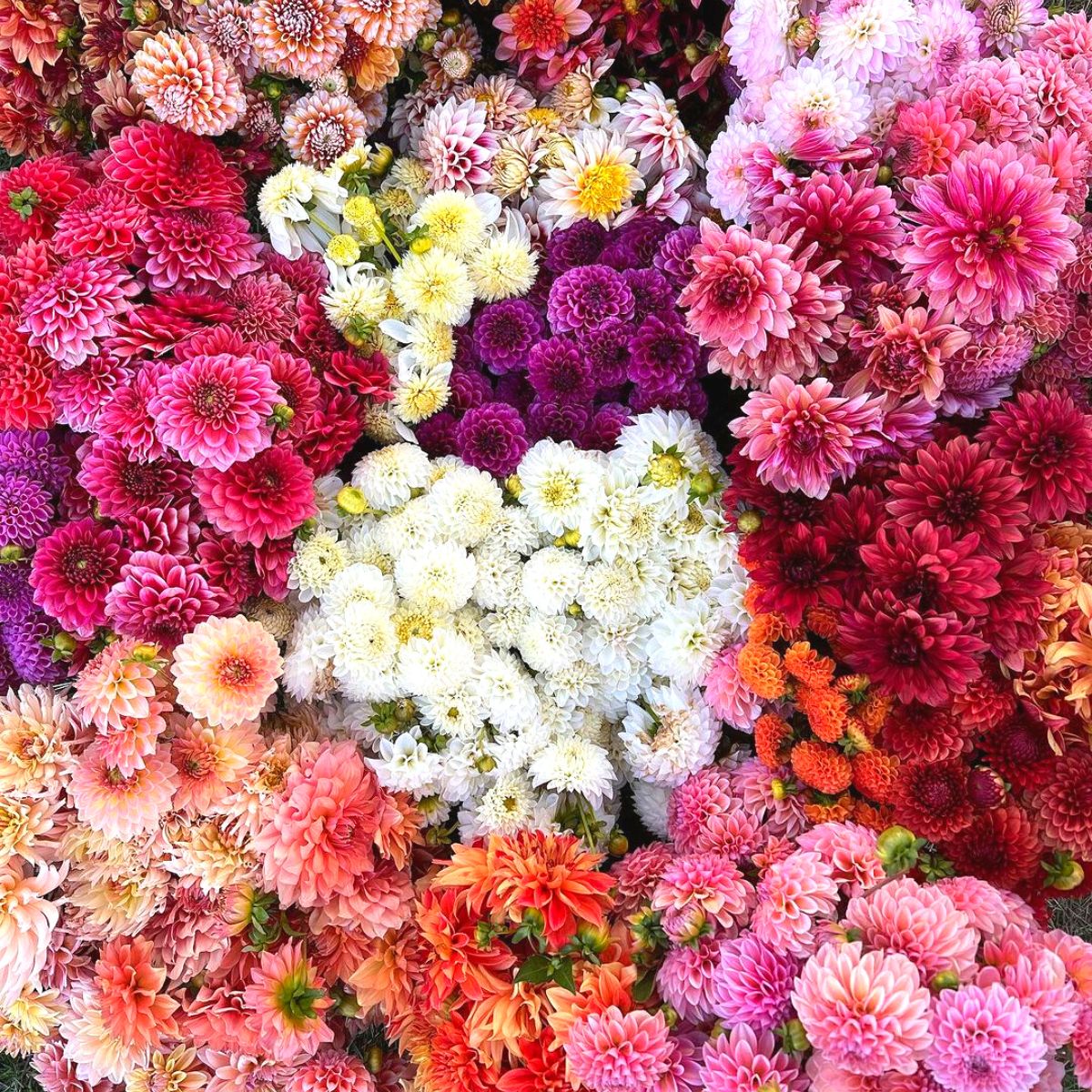 Colorful display of dahlias and chrysanthemums