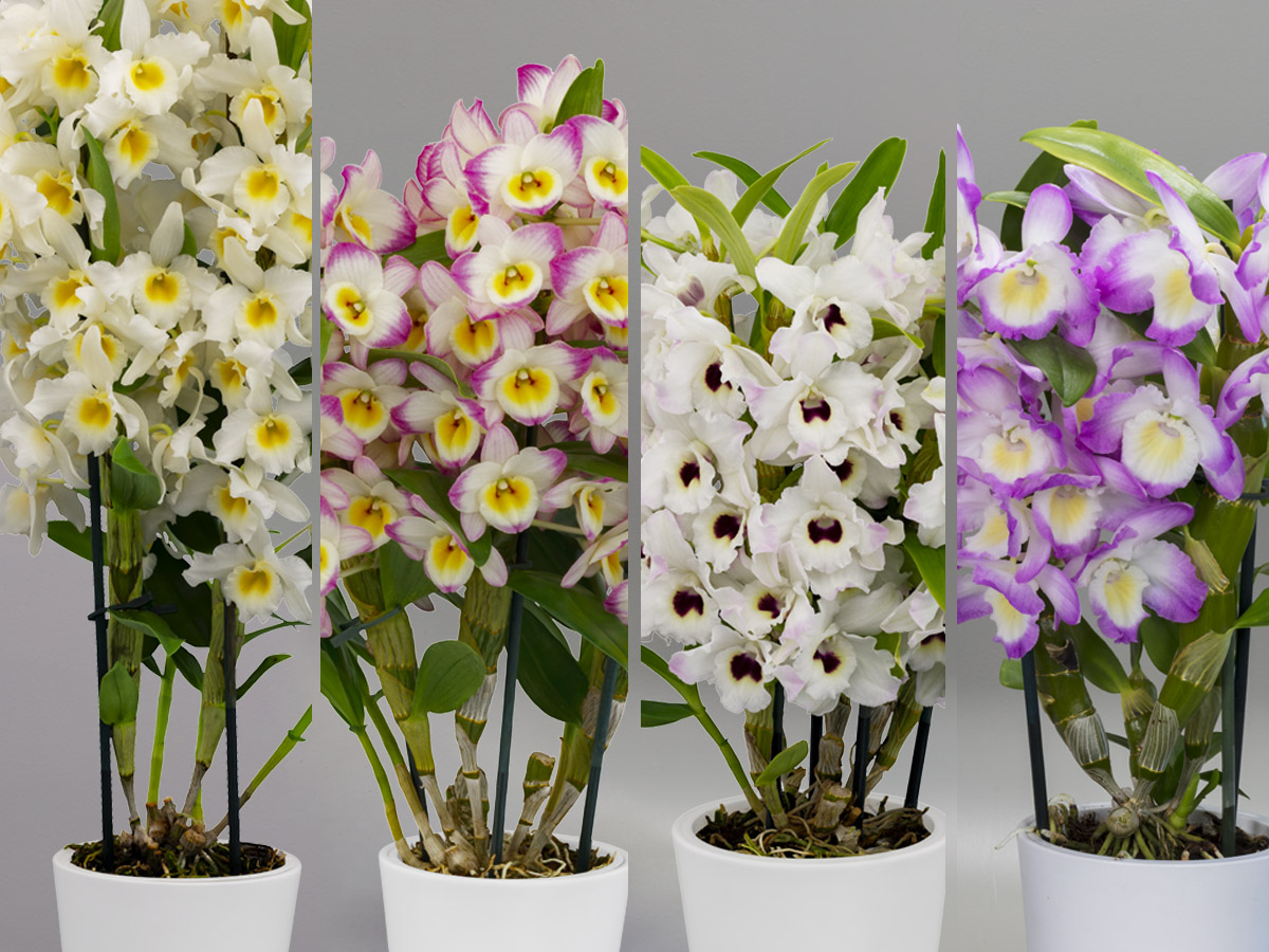 Floricultura Dendrobium Novelties 2023