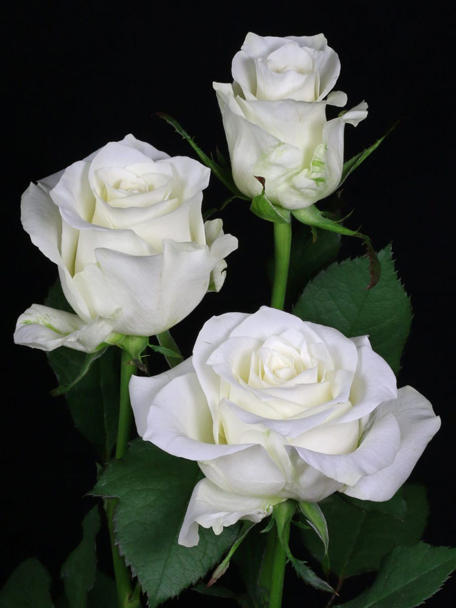 De Ruiter Rose Epic White stems