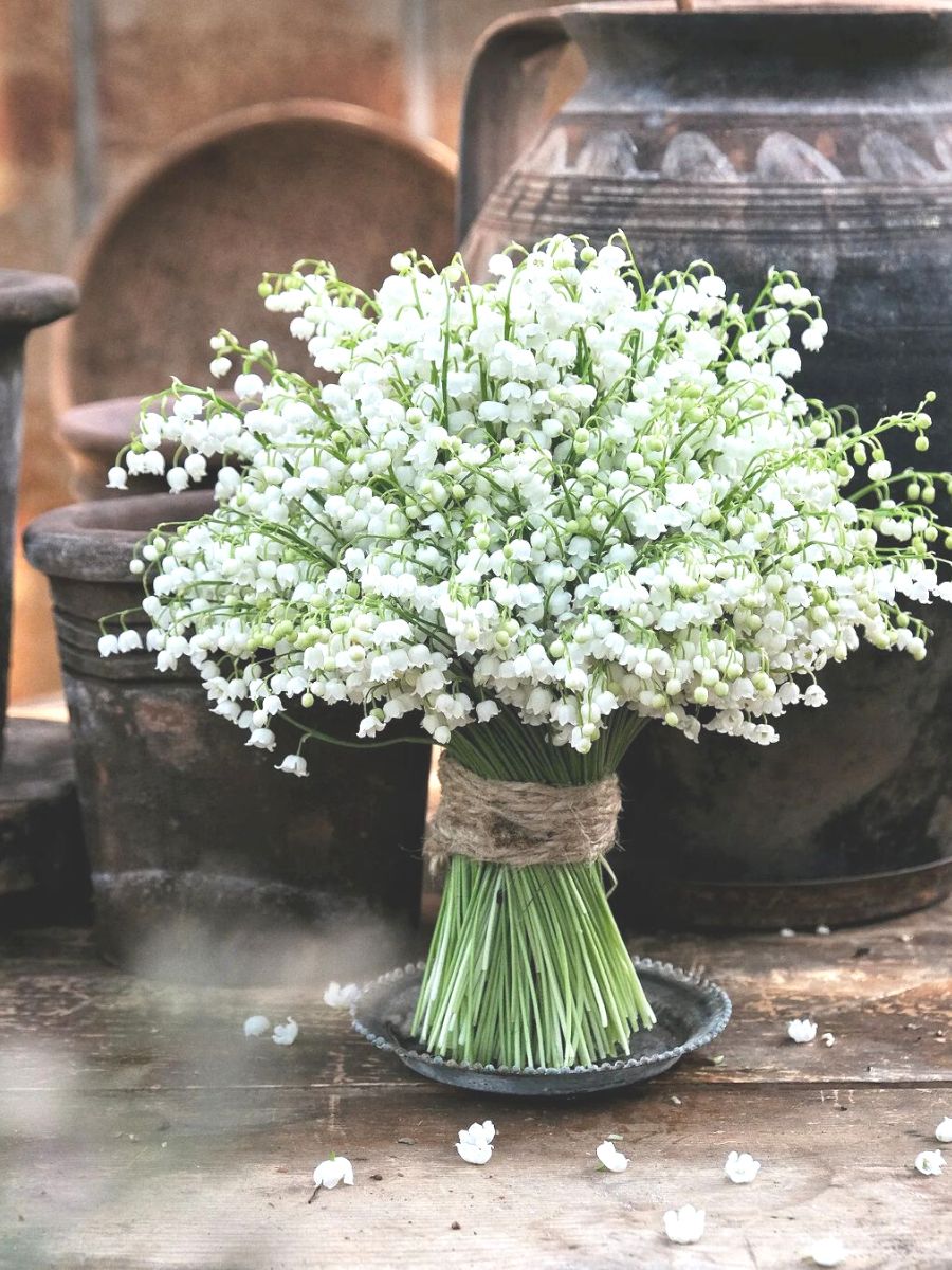 Lily of the valley in bright white color