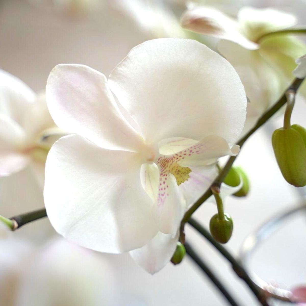 White phalaenopsis orchid by Decorum