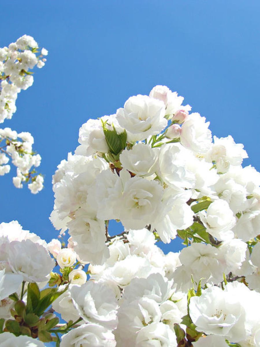 Sky Blue and Bright White Blossoms Thursd Floral Trend Color 2024