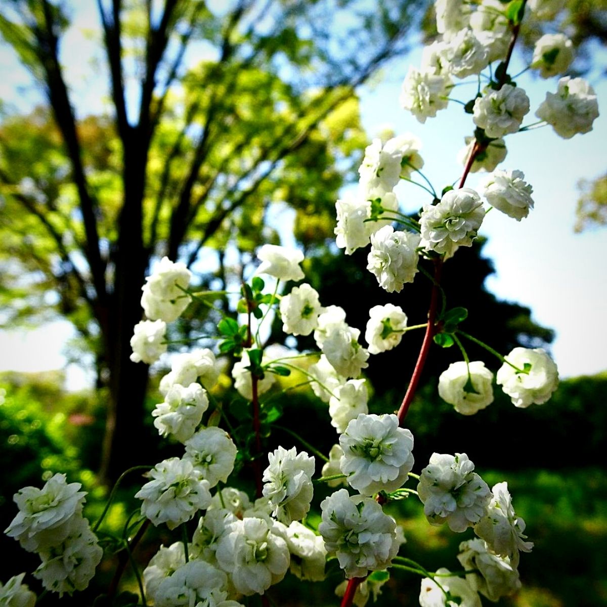 White Flowering Perennials to Grace Your Garden
