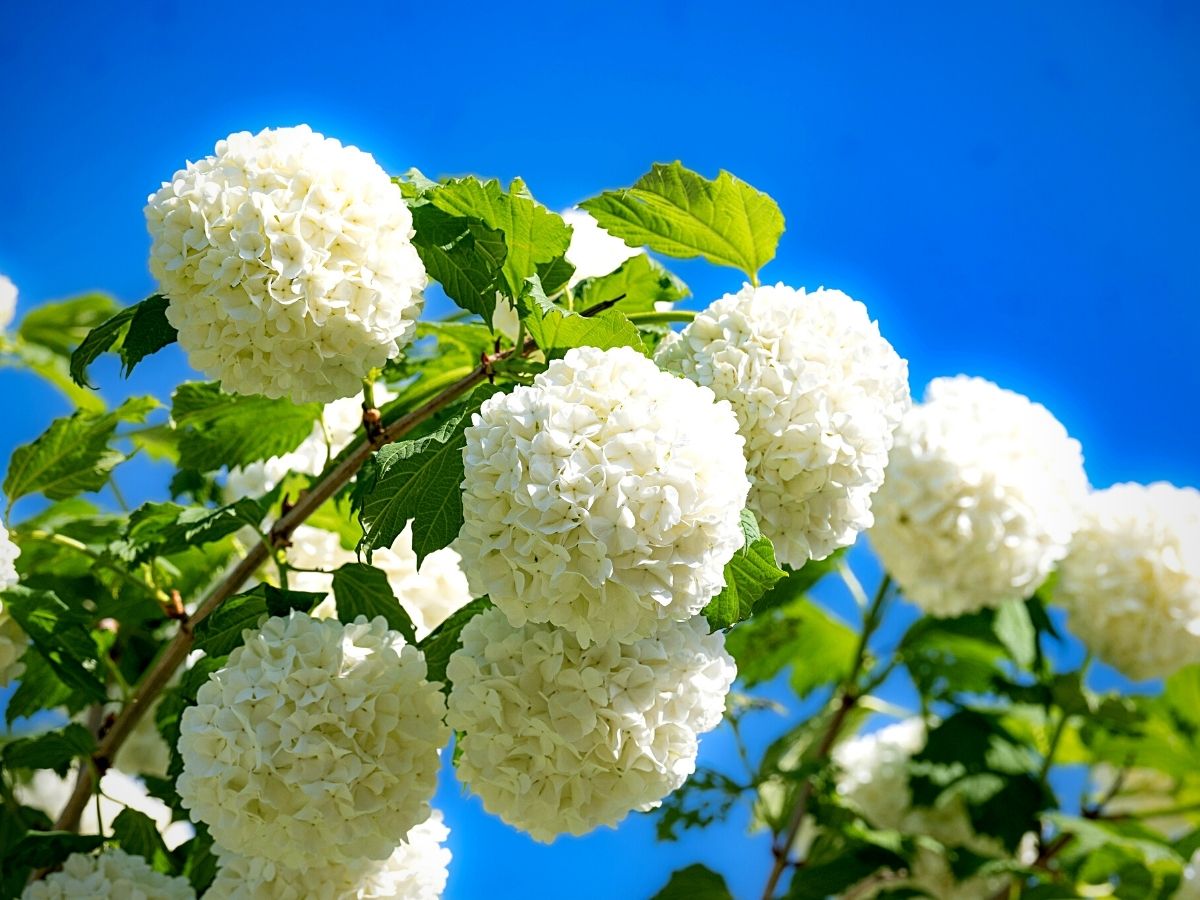 White Flowering Perennials to Grace Your Garden
