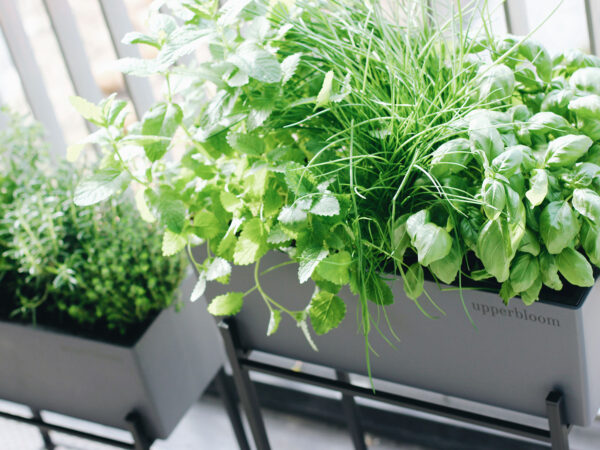 Upperbloom's Perfect Balcony Plants